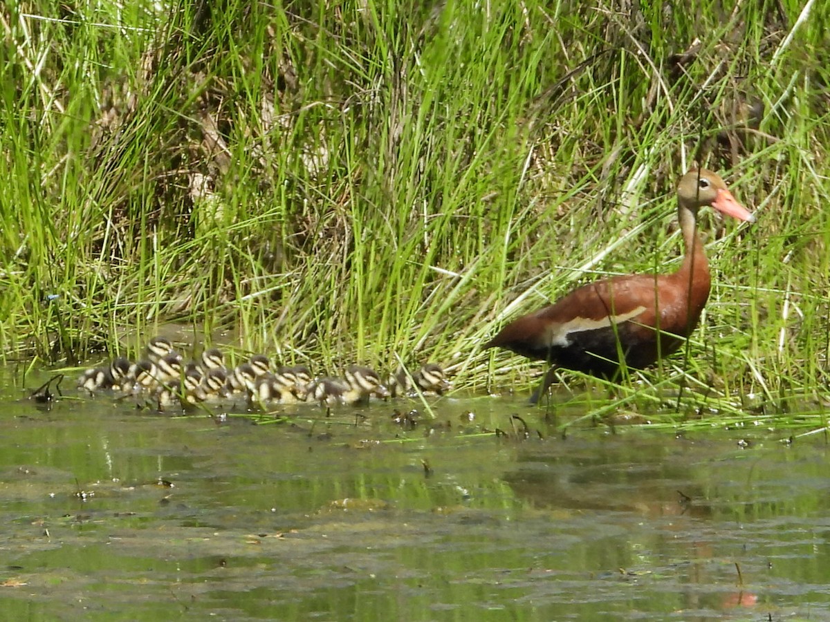 Black-bellied Whistling-Duck - ML622810301