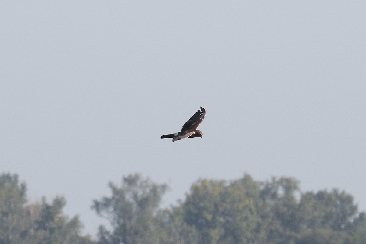 Northern Harrier - ML622810303