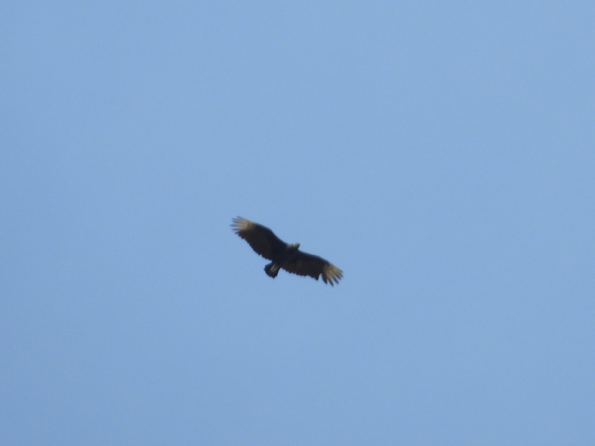 Black Vulture - ML622810311