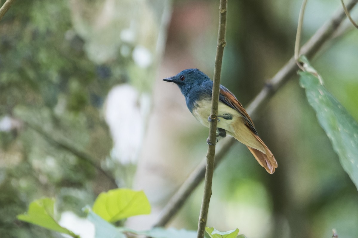 Rufous-winged Philentoma - ML622810322