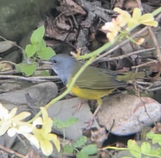 Mourning Warbler - ML622810332