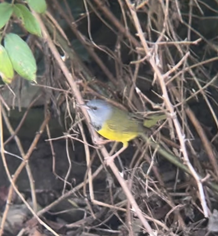 Mourning Warbler - ML622810333