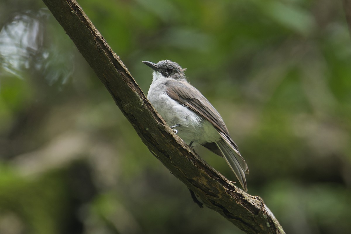 Cinereous Bulbul (Cinereous) - ML622810342