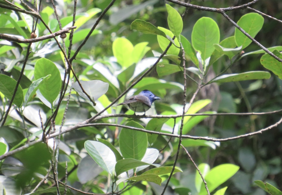 Black-naped Monarch - ML622810353