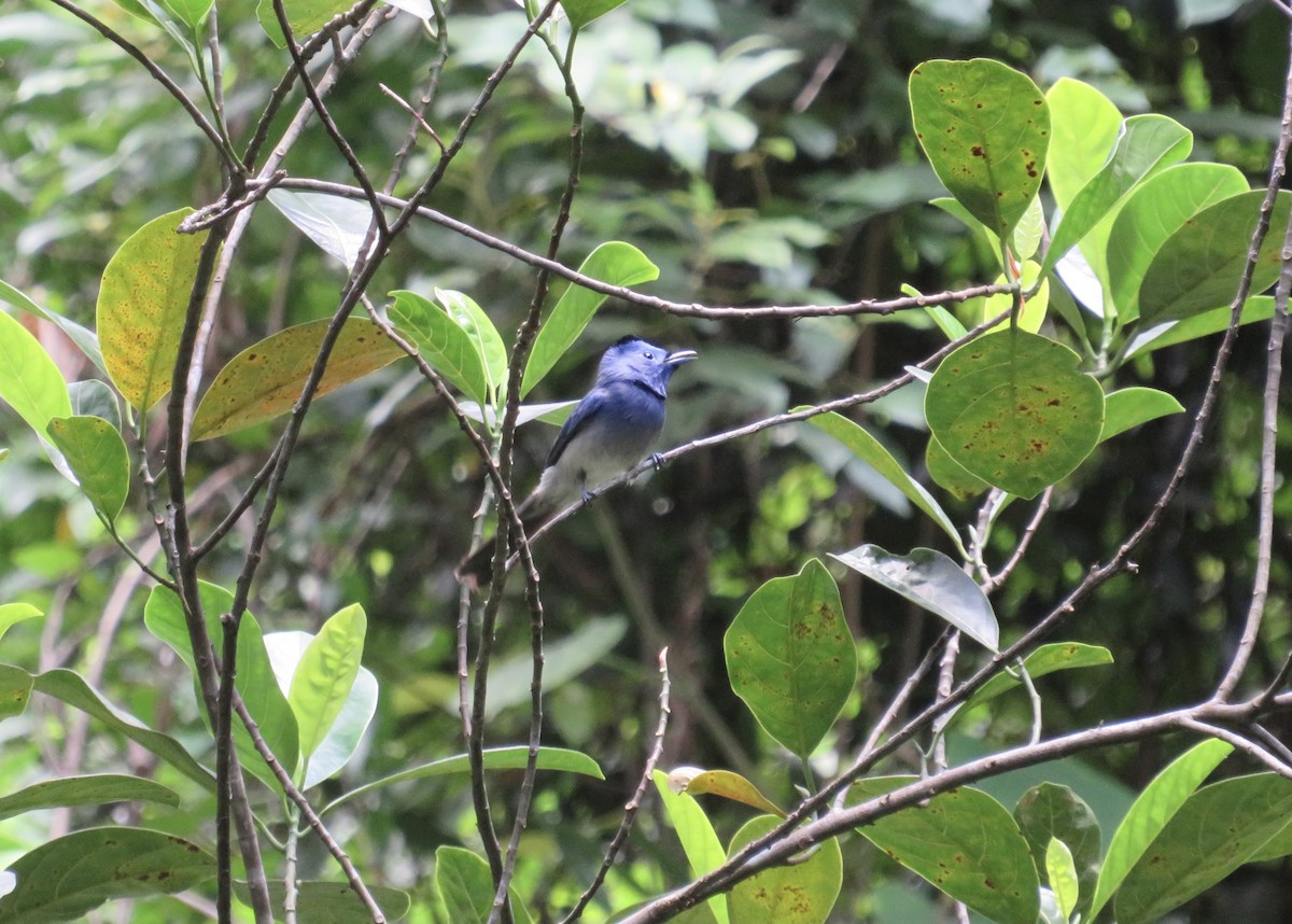 Black-naped Monarch - ML622810354