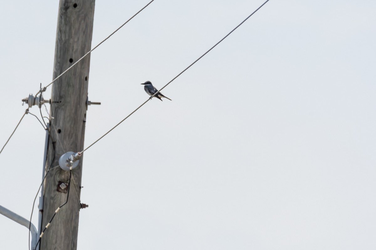 Gray Kingbird - ML622810356