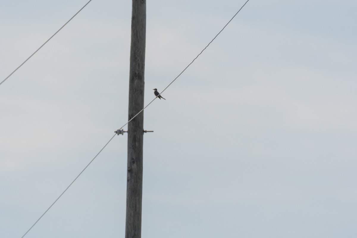 Gray Kingbird - ML622810357