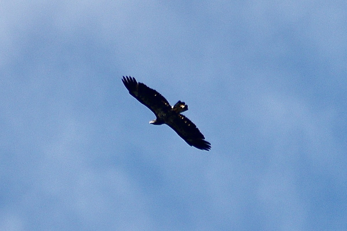 Bald Eagle - ML622810358