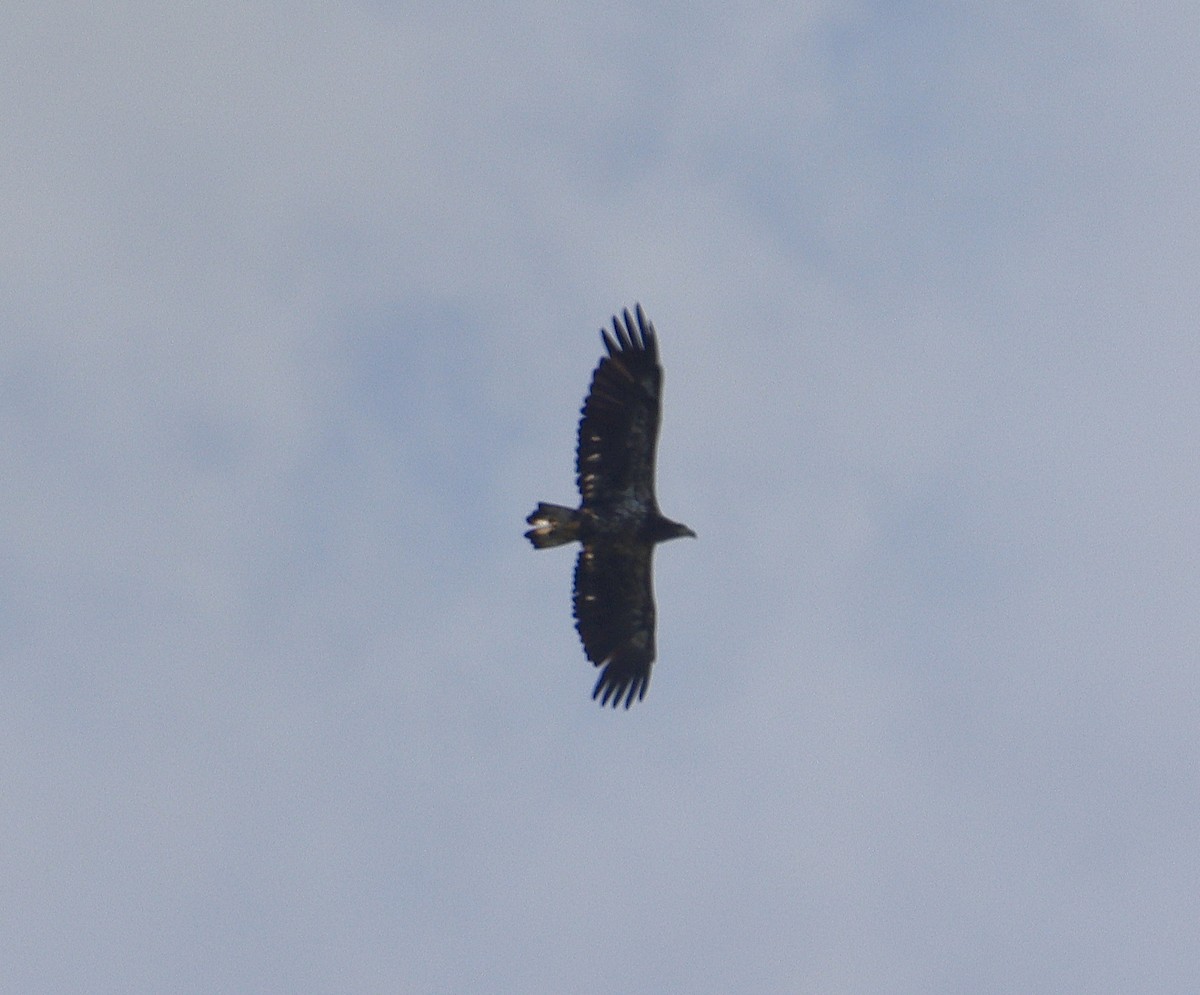 Bald Eagle - ML622810359