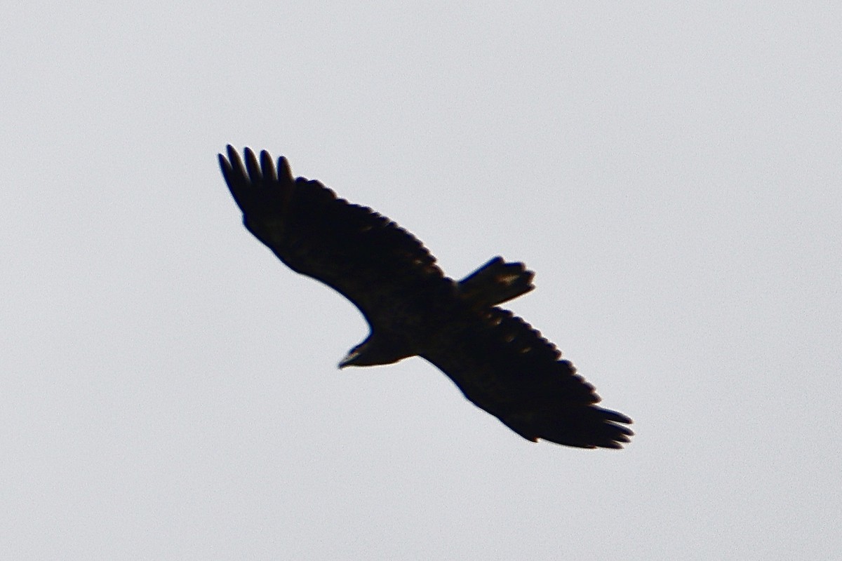 Bald Eagle - ML622810360