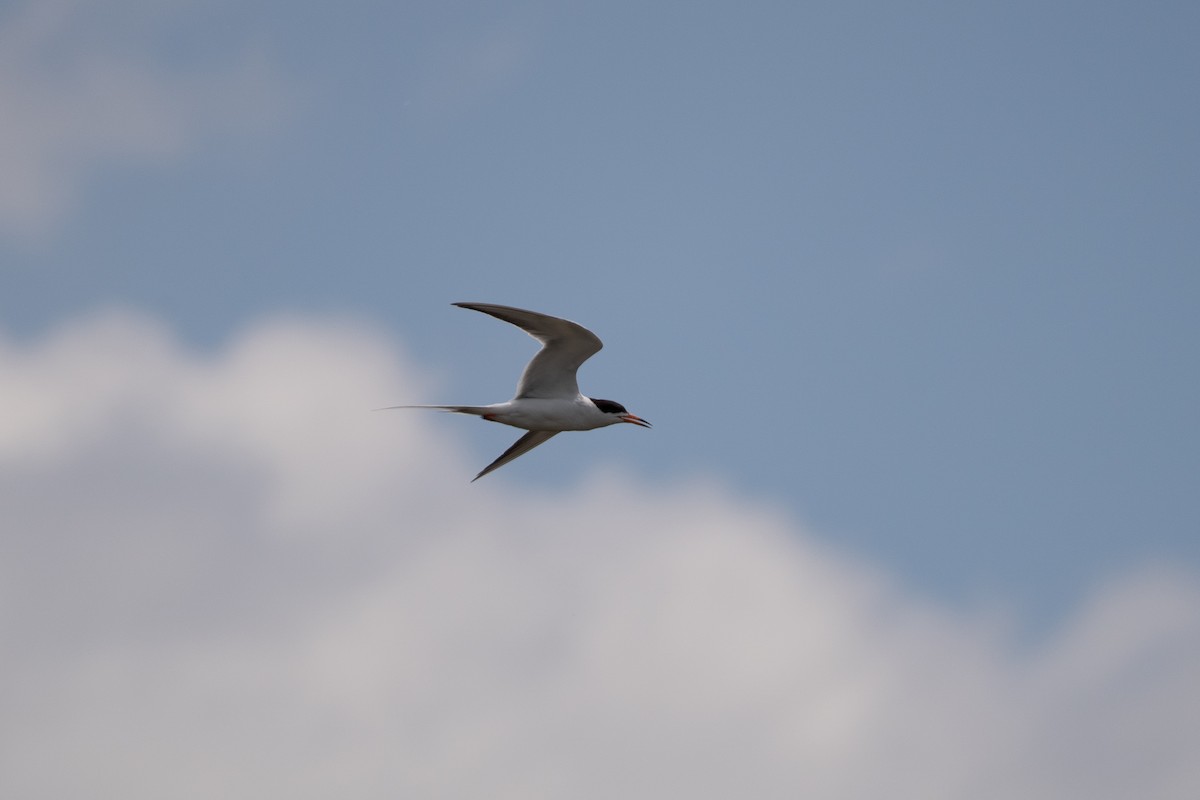 Forster's Tern - Anthony Esposito