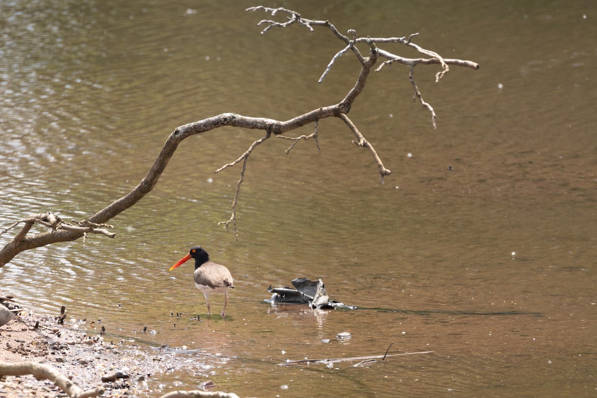 American Oystercatcher - Anthony Esposito