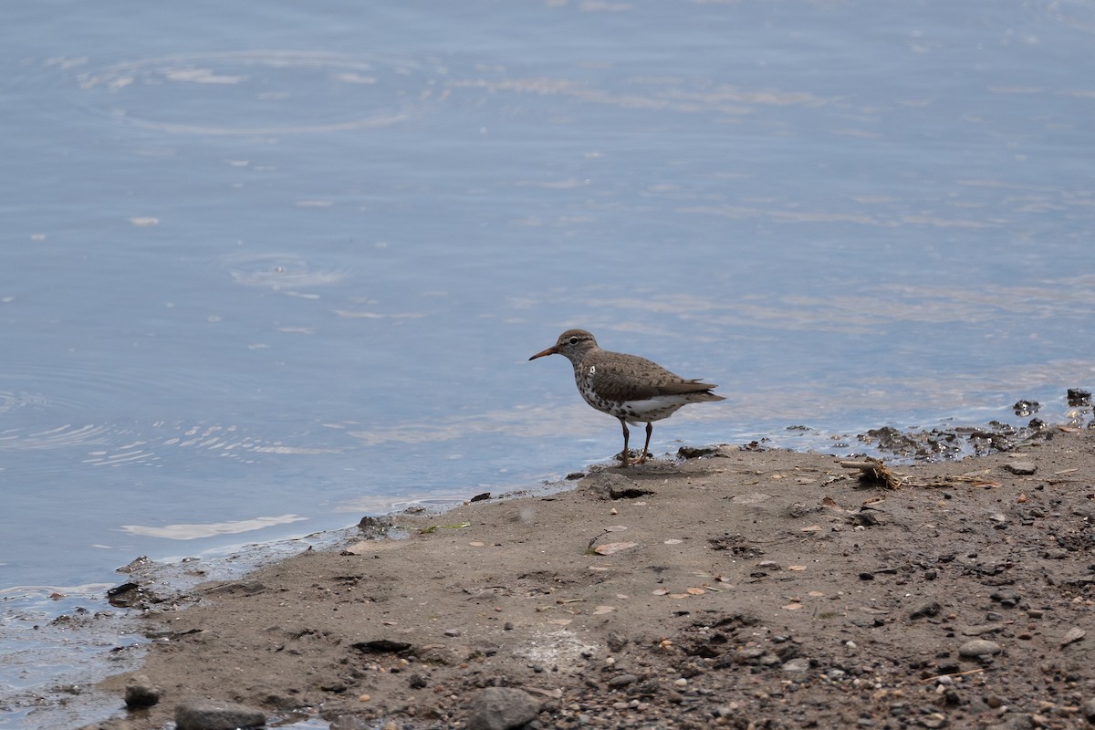 Spotted Sandpiper - Anthony Esposito