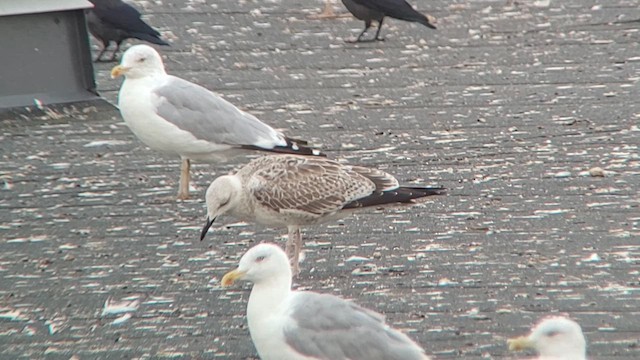 Caspian Gull - ML622810407