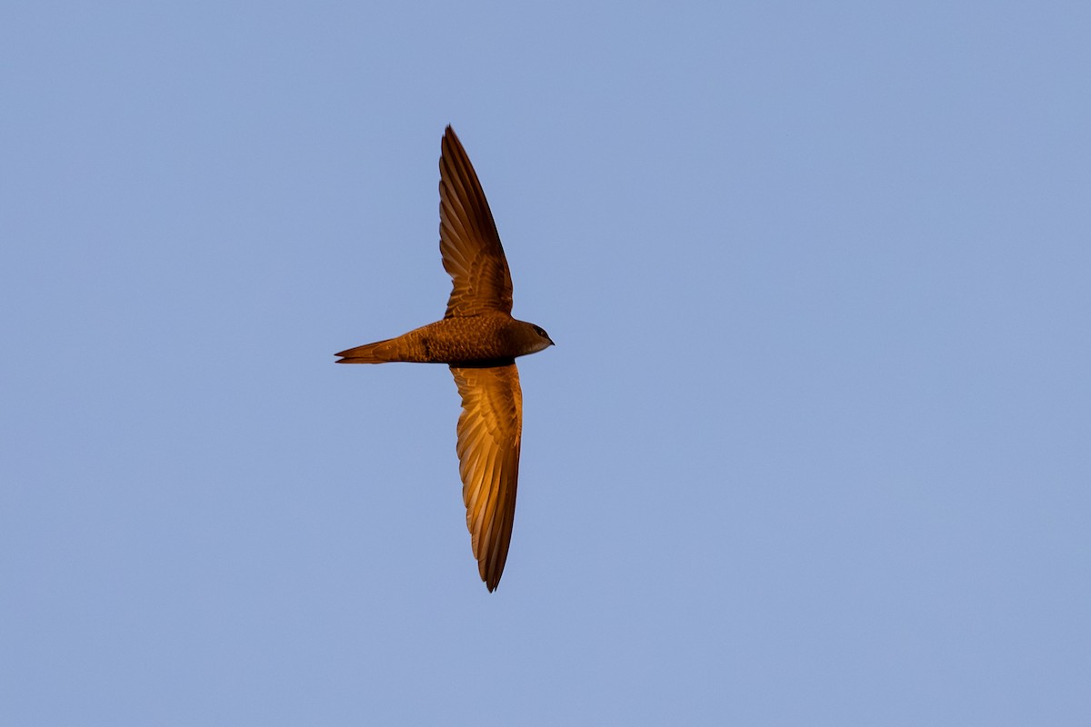 Pallid Swift - ML622810431