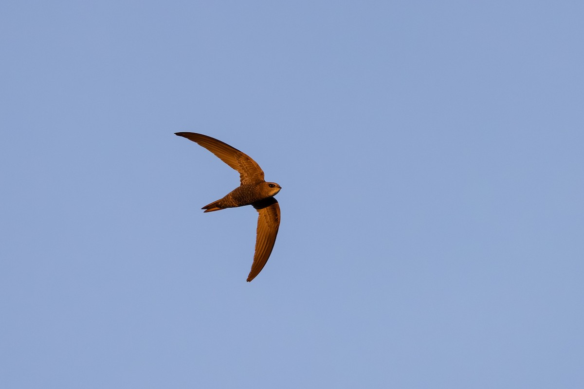 Pallid Swift - ML622810432