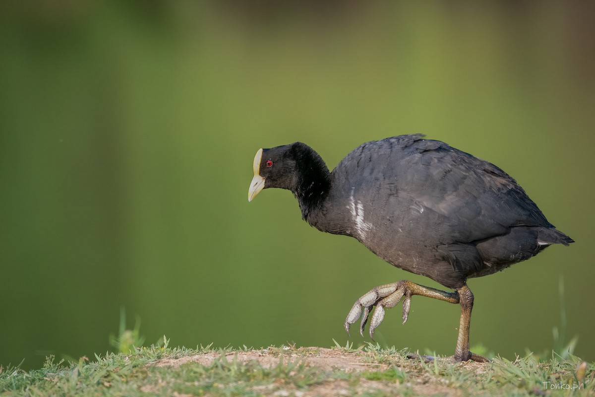 White-winged Coot - ML622810489