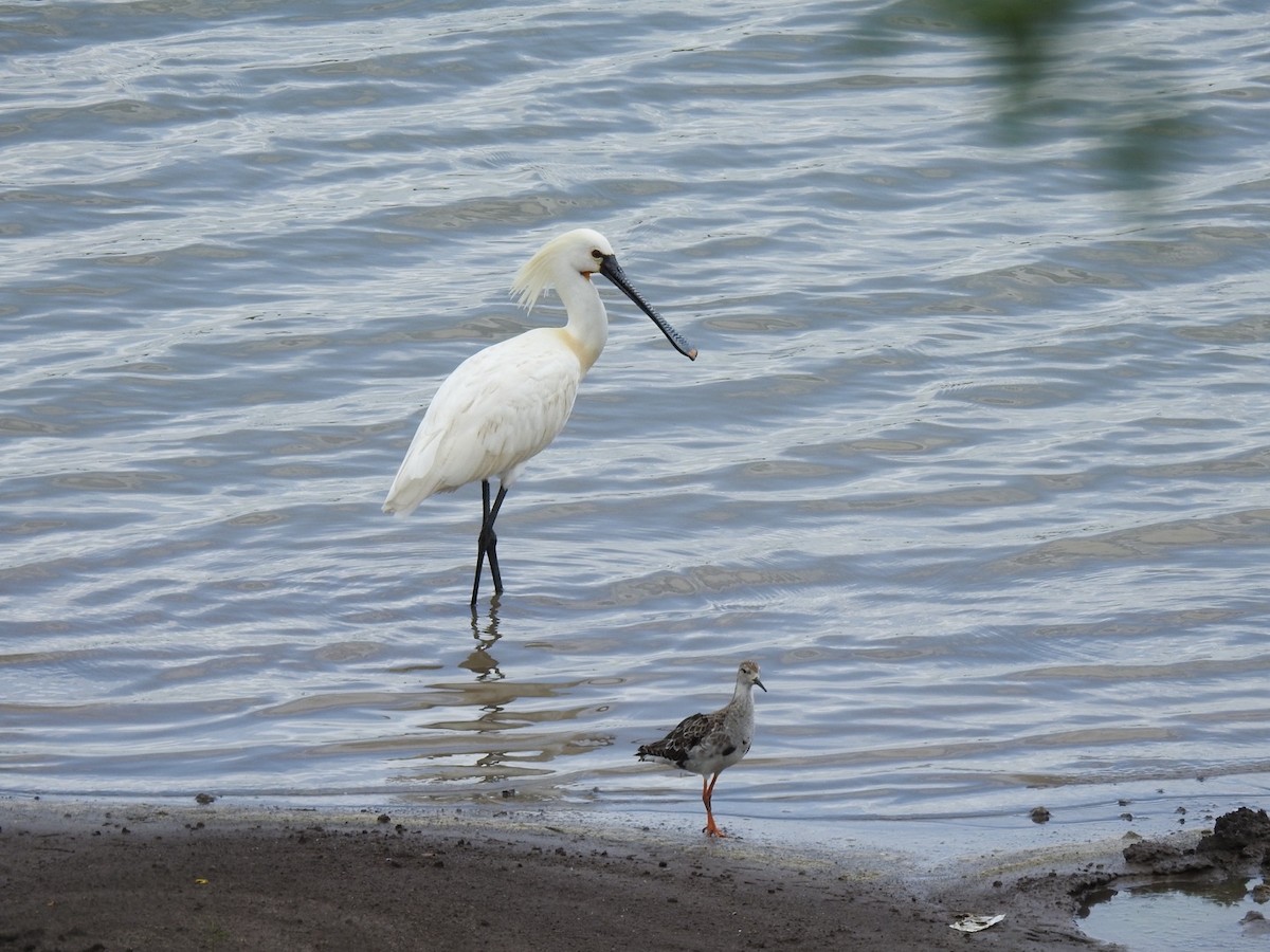 Eurasian Spoonbill - ML622810499