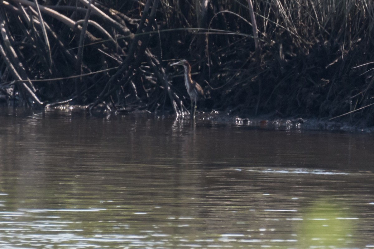 Green Heron - ML622810502