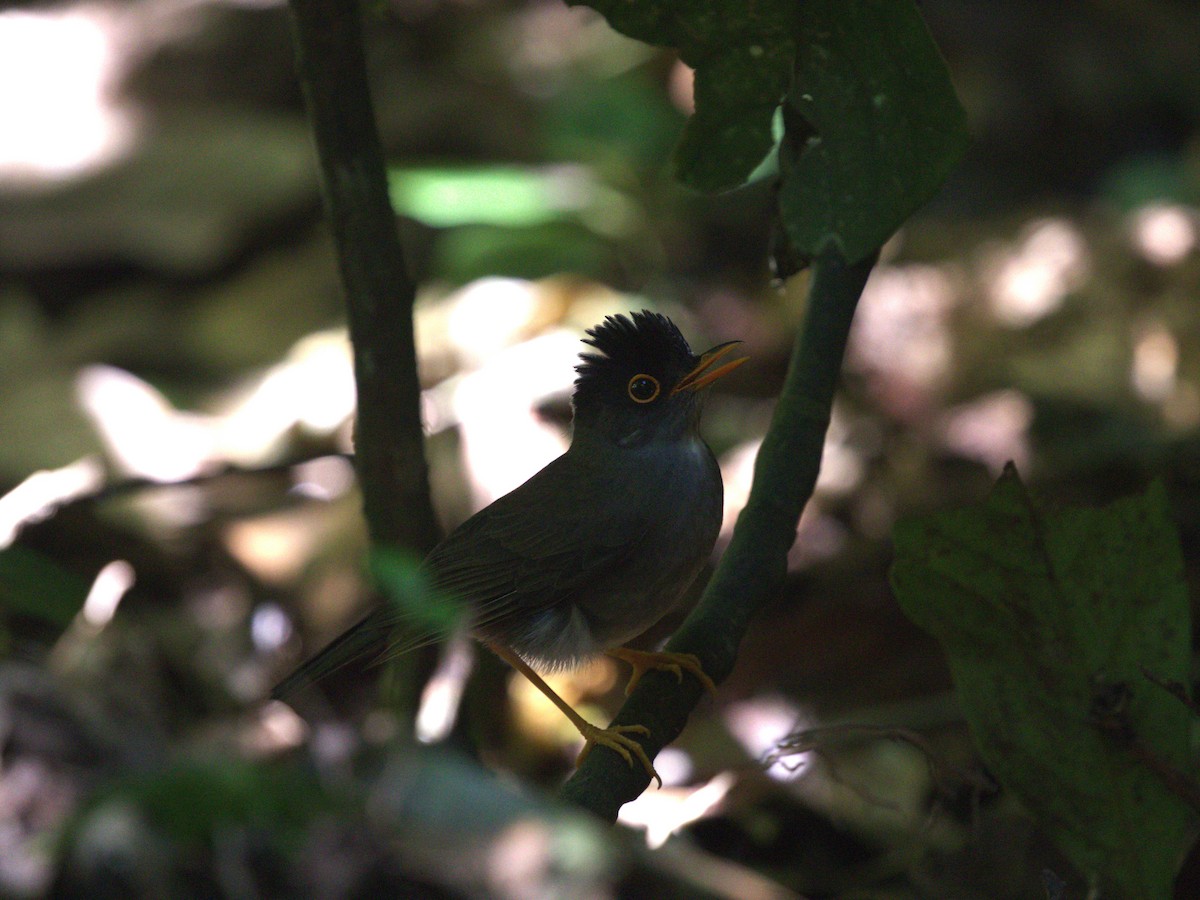 Black-headed Nightingale-Thrush - ML622810527