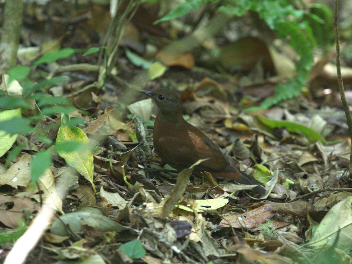 Gray-throated Leaftosser - Menachem Goldstein