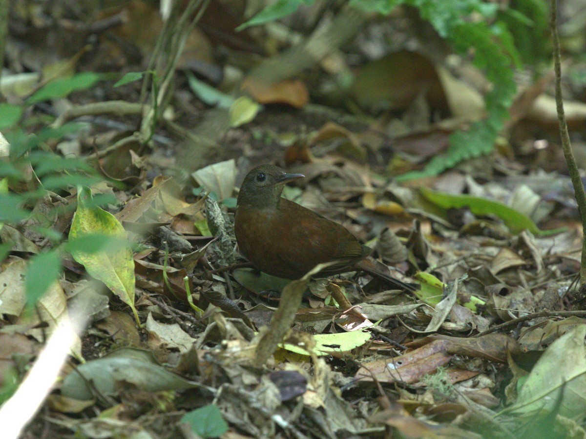 Gray-throated Leaftosser - ML622810539