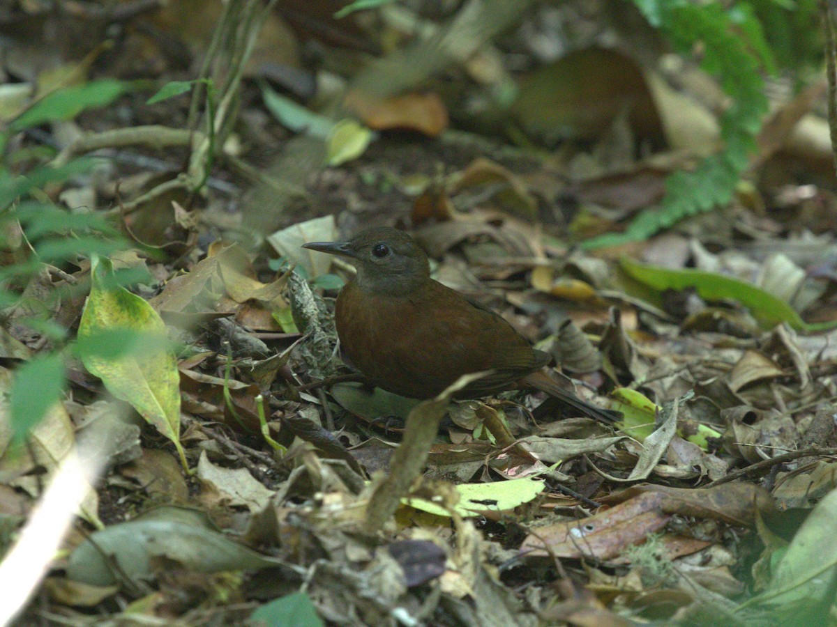 Gray-throated Leaftosser - ML622810540