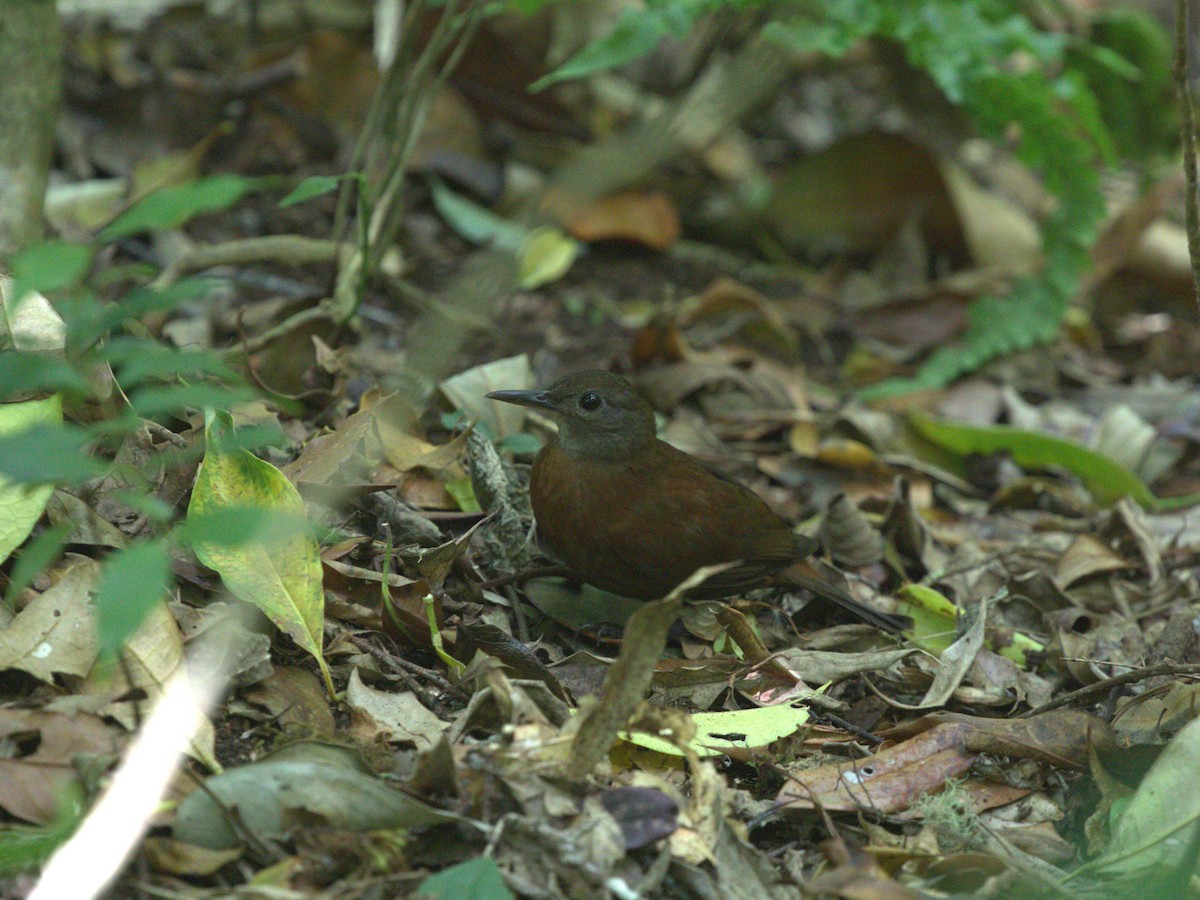 Gray-throated Leaftosser - Menachem Goldstein