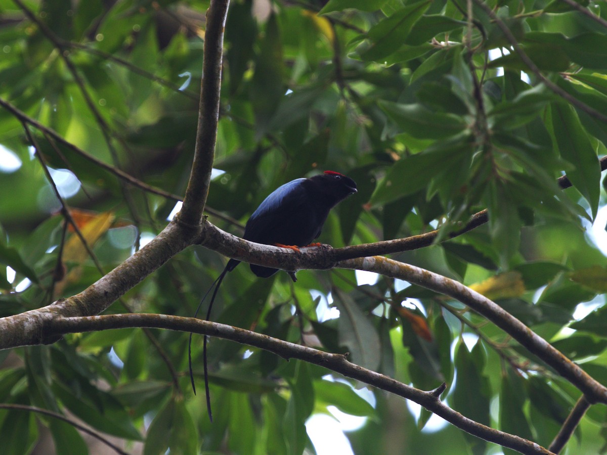 Long-tailed Manakin - Menachem Goldstein