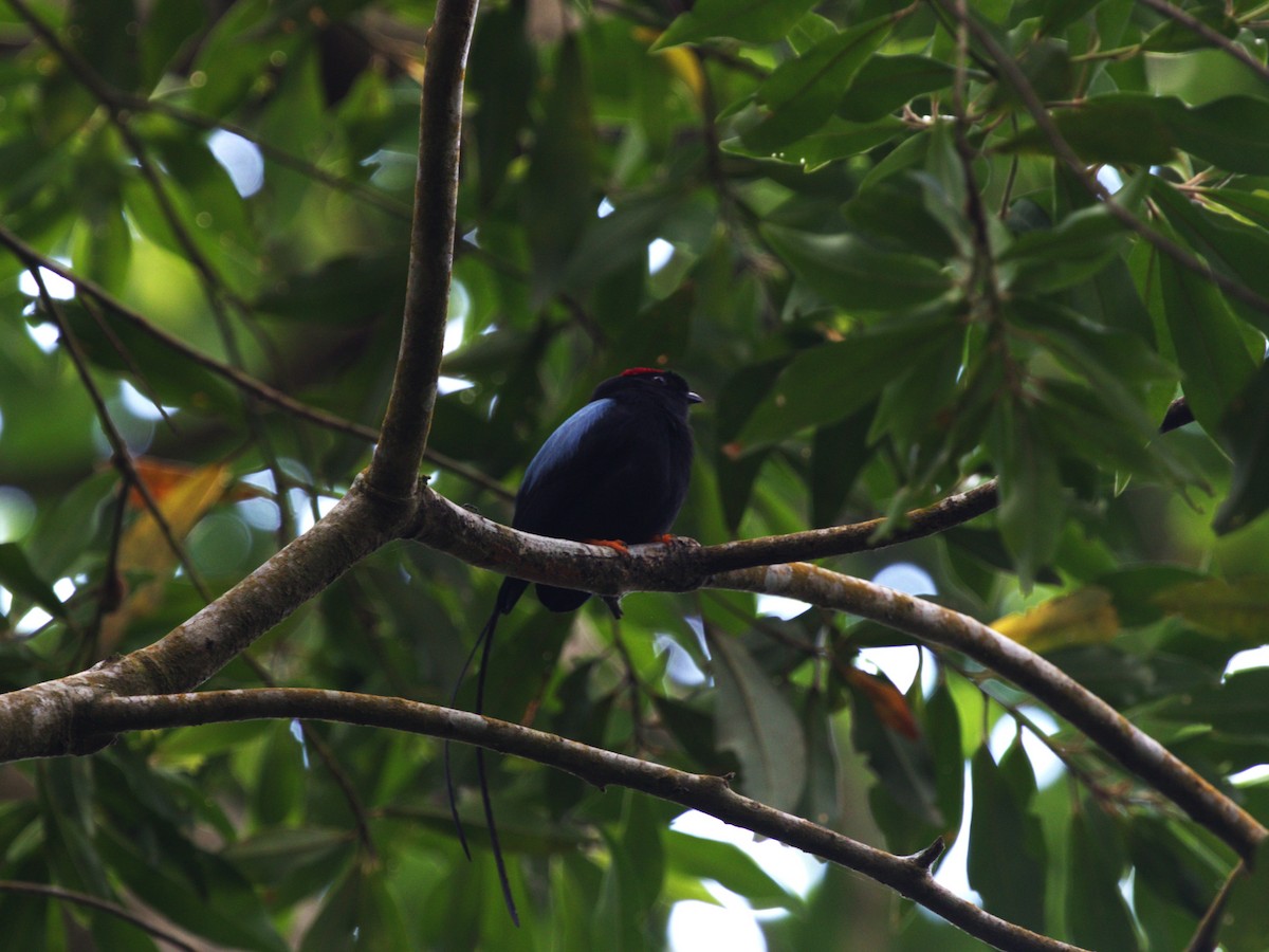 Long-tailed Manakin - ML622810605