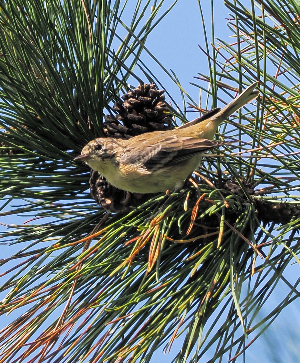 Pine Warbler - ML622810647