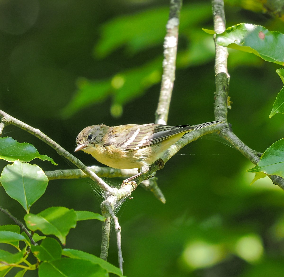 Pine Warbler - ML622810648