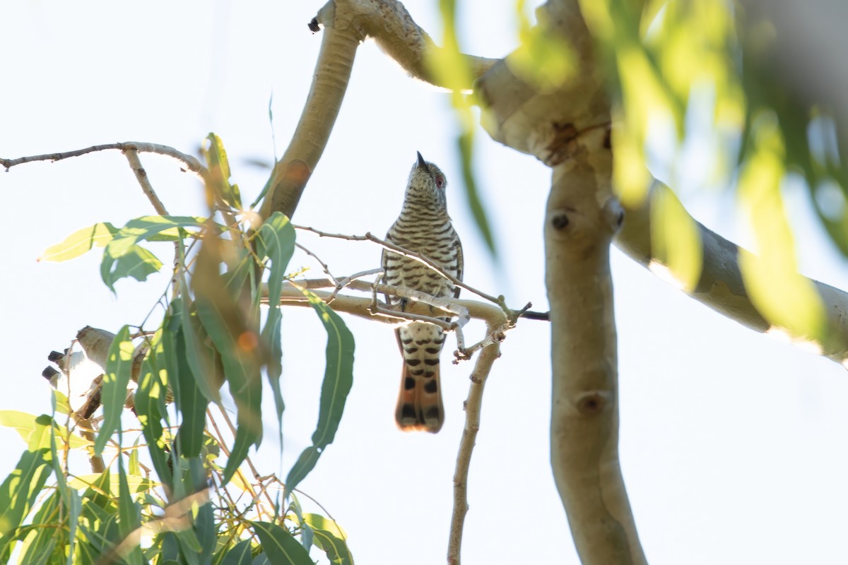 Little Bronze-Cuckoo (Gould's) - ML622810657