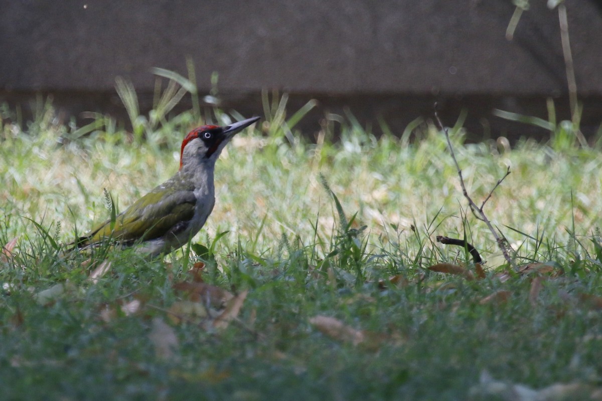 Eurasian Green Woodpecker - Geert Bouke Kortleve