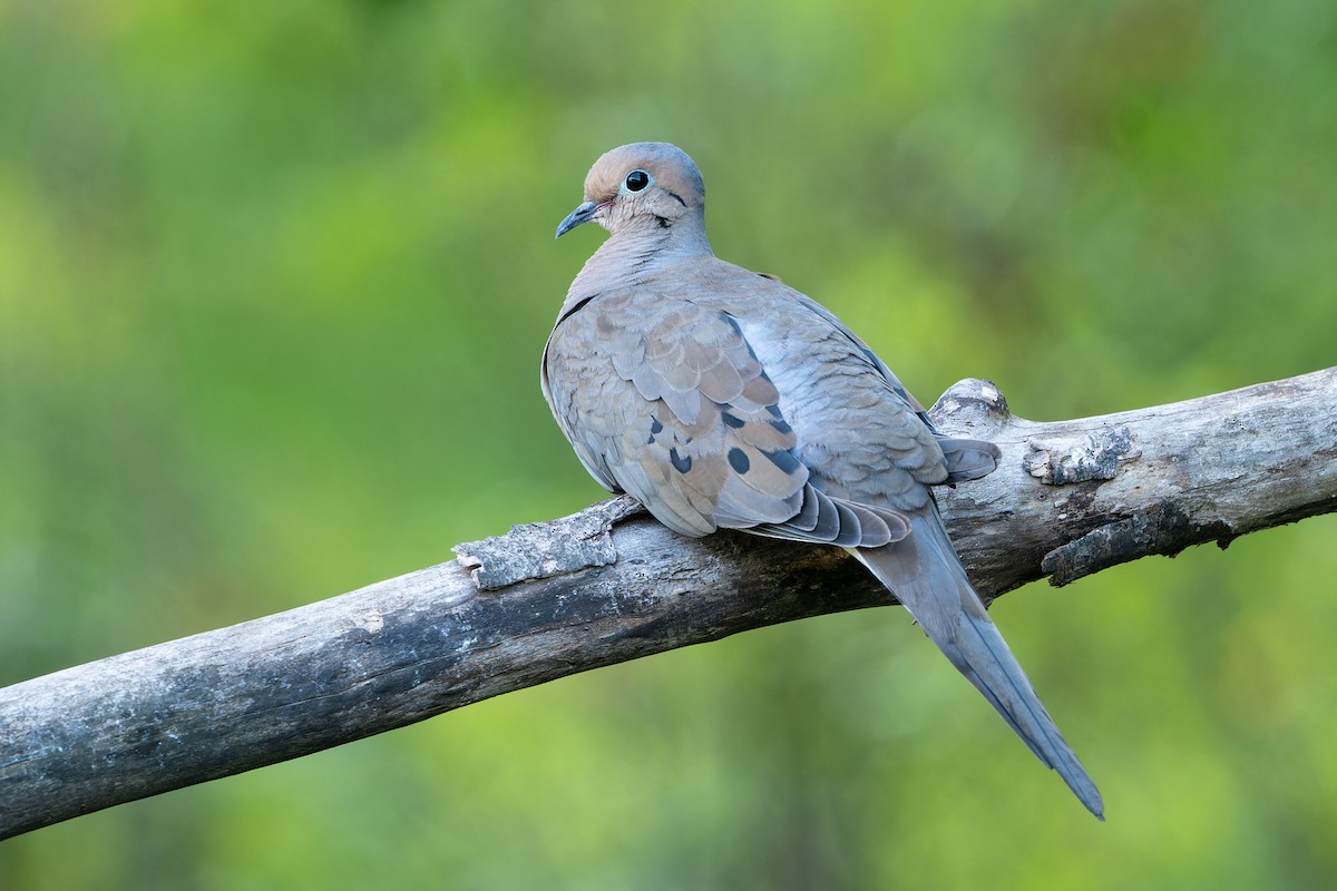 Mourning Dove - Don Danko