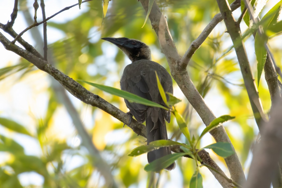 Helmeted Friarbird (Hornbill) - ML622810687