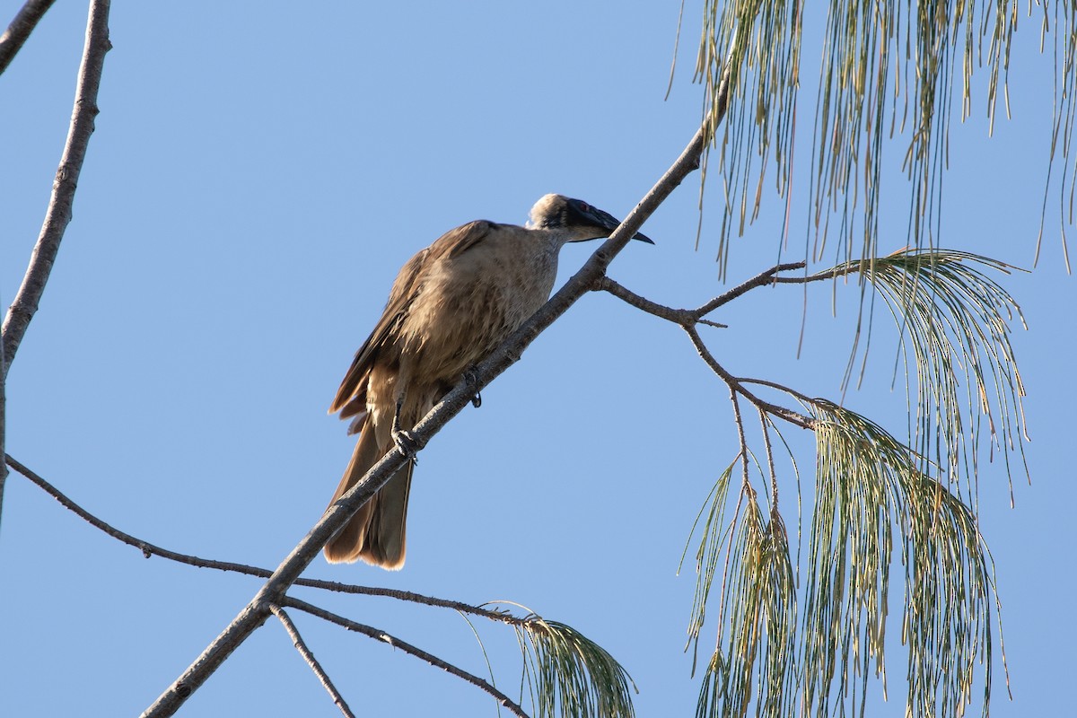 Helmeted Friarbird (Hornbill) - ML622810691