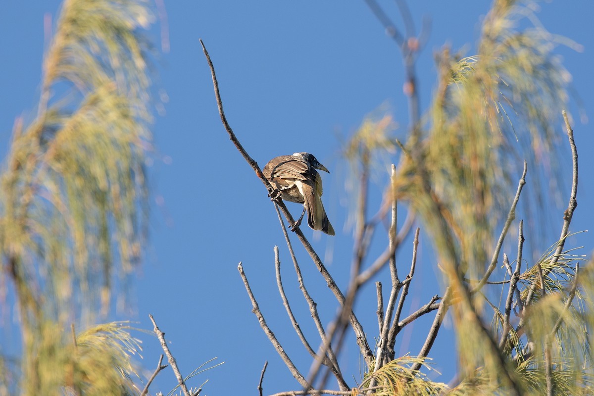 Helmeted Friarbird (Hornbill) - ML622810709