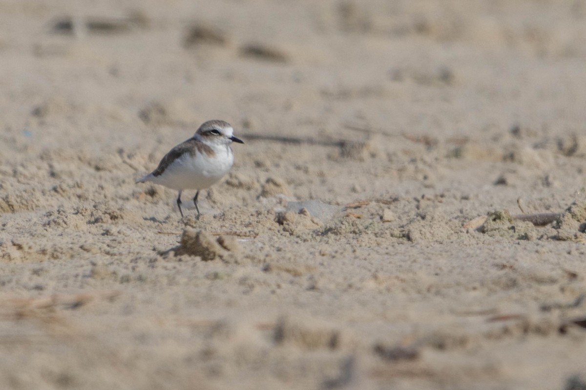 Kentish Plover - ML622810786