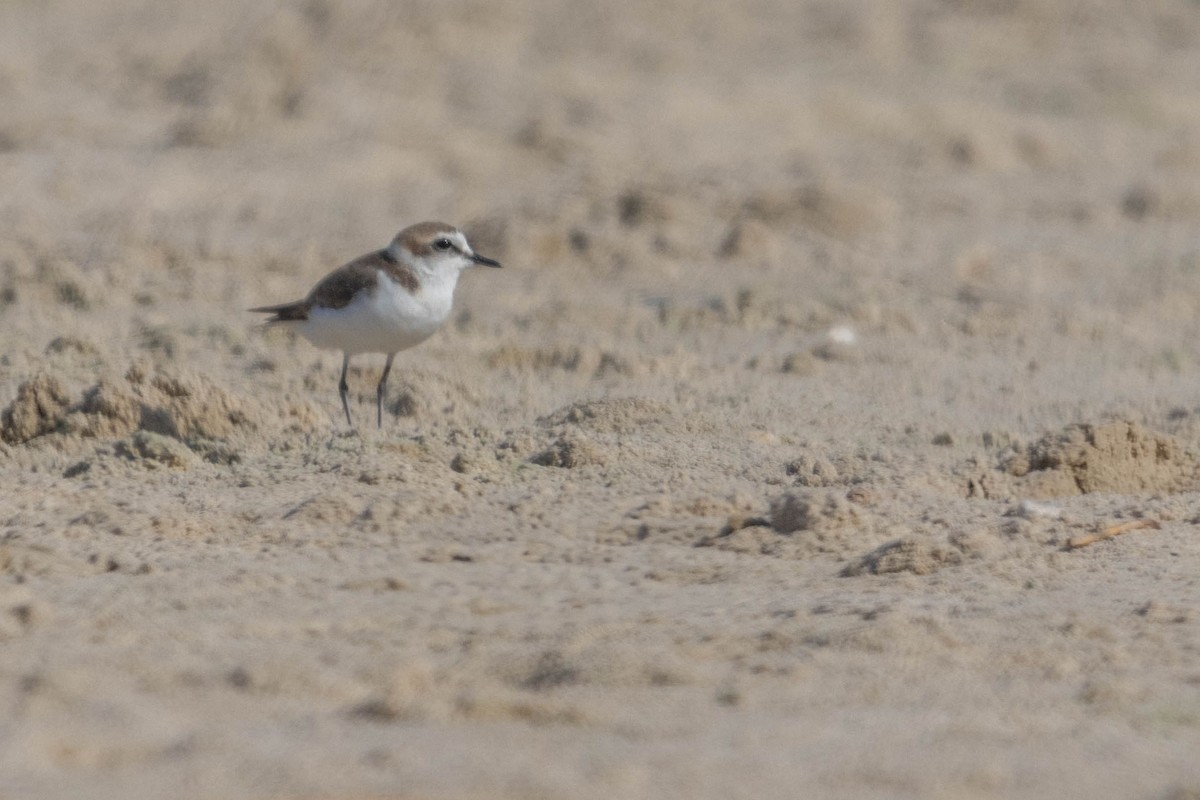 Kentish Plover - ML622810787