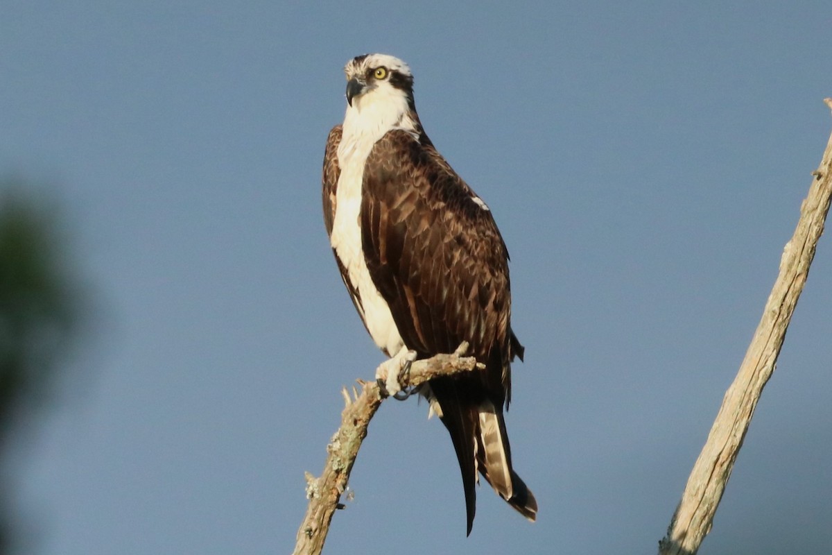 Osprey (carolinensis) - ML622810839