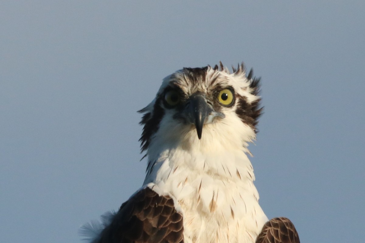 Osprey (carolinensis) - ML622810841