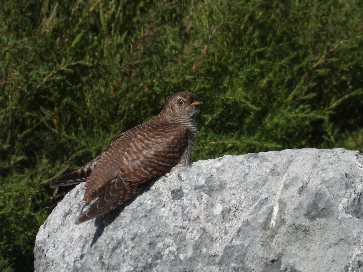 Common Cuckoo - ML622810846