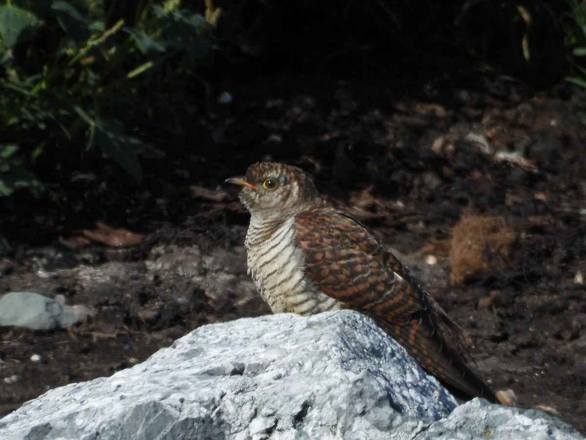 Common Cuckoo - ML622810847