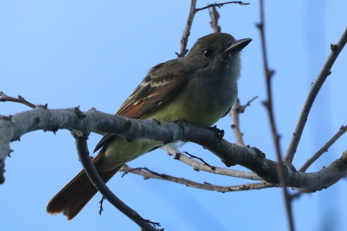 Great Crested Flycatcher - ML622810895