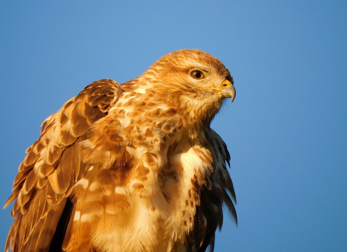 Forest Buzzard - ML622810952