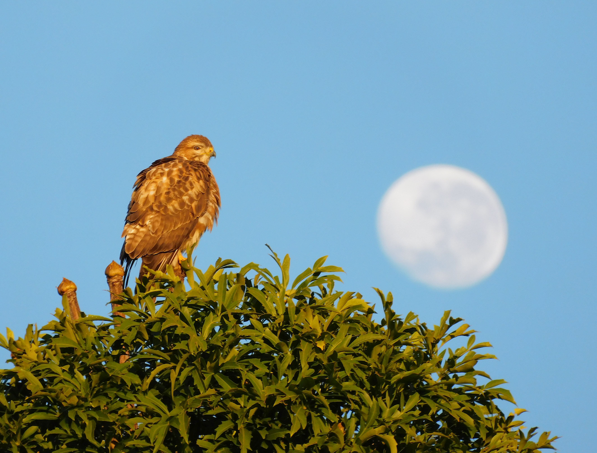 Forest Buzzard - ML622810953