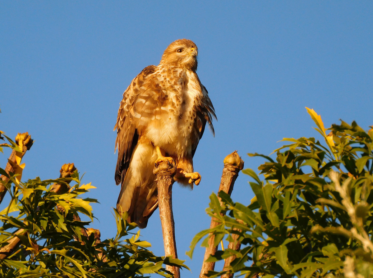 Forest Buzzard - ML622810954