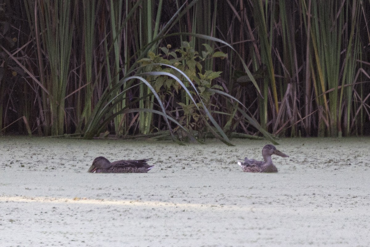 Northern Shoveler - ML622810964