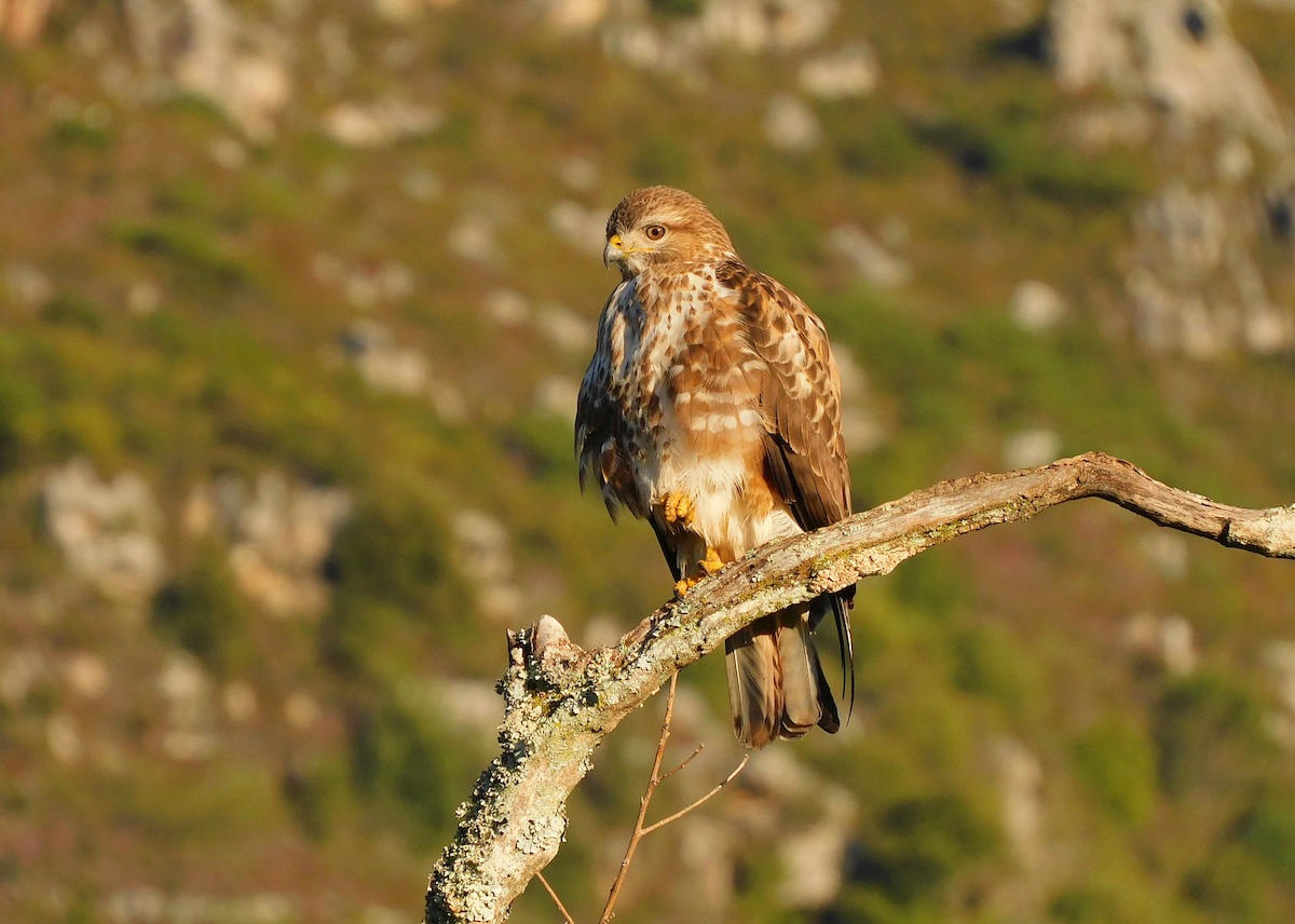 Forest Buzzard - ML622810965